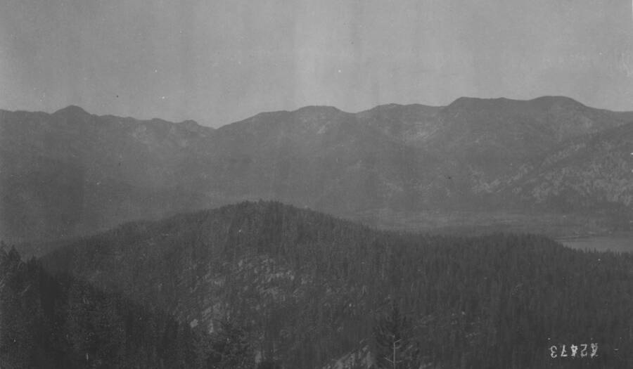 Photo text: 'Dense bull pine in foreground.' This is image is part of a report on the proposed Payette Forest Reserve by R.E. Benedict, 1904.