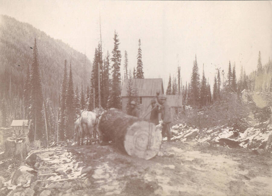 Photo text: 'Moving logs to Buffalo Hump Syndicate's saw mill.'