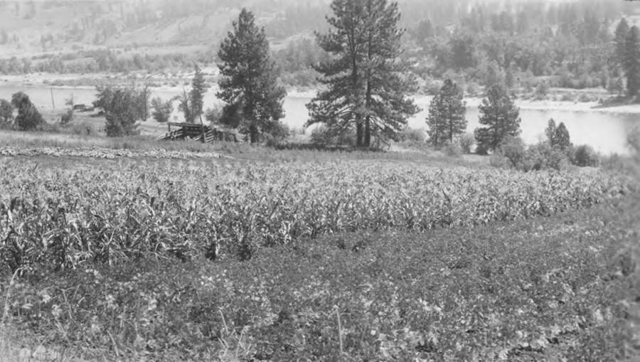 Enoch Oatman's garden. This image is part of a report regarding farm organizations among tribes in Northern Idaho and the CCC-Indian Division.
