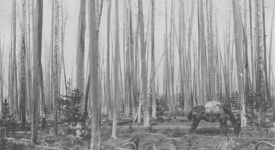 Photo text: 'Burn restocking in lodgepole type.' This is image is part of a report on the proposed Payette Forest Reserve by R.E. Benedict, 1904.