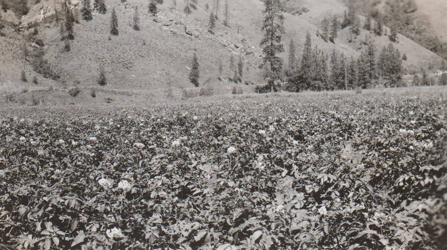 Photo caption: 'Potatoes growing in the Community gardens, near Orofino.' This image is part of a report regarding farm organizations among tribes in Northern Idaho and the CCC-Indian Division.