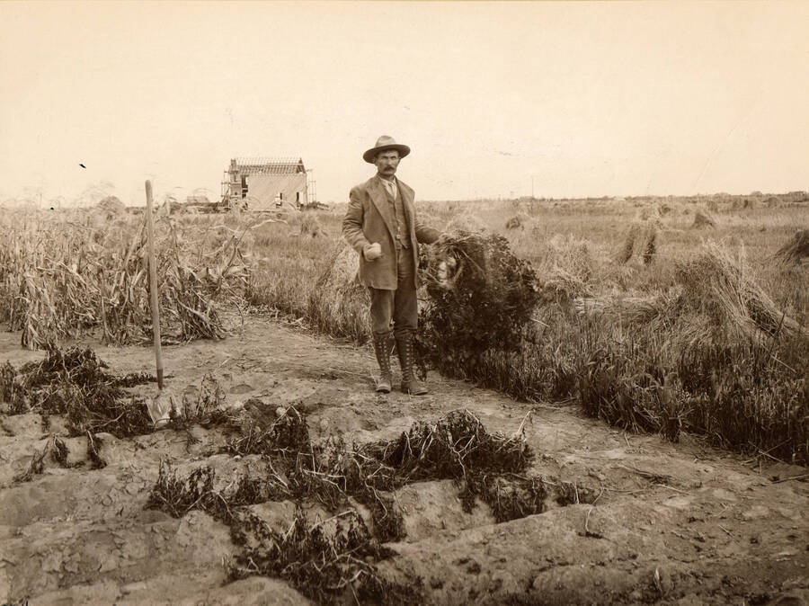 Photo text: 'Growing corn, grain, and potatoes on Henchied Ranch, near Rupert, Idaho.' Note: This image is part of records for Bureau of Reclamation projects.