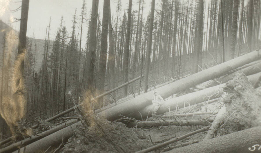 Photo text: 'The mighty had fallen.' This image is part of a pictorial narrative by William W. Morris titled 'Experiences on a National Forest'.