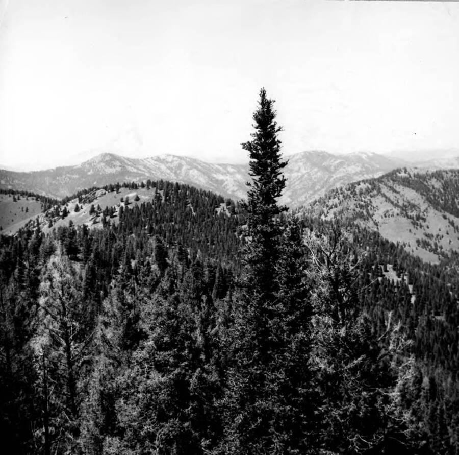 Photo text: 'Looking north from possible ridge route above Cougar Creek, rough break to northeast are at south of Hood Creek. June 22, 1964.'