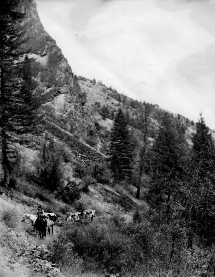 A string of pack animals travelling along a train on a hillside in Payette National Forest.