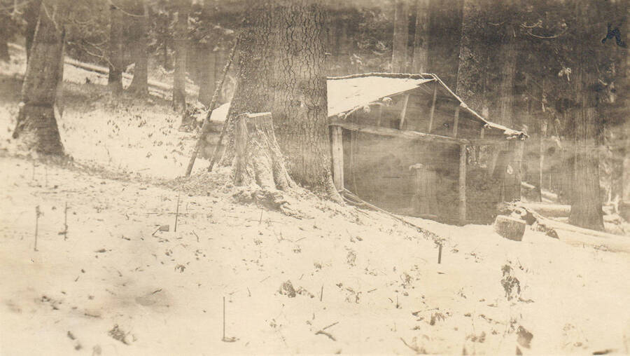 Photo text: 'Cabin on claim of W.L. Ziegler in Secs. 27 and 28, T. 44N., R. 2E. Located June 19, 1901, while he was attending the University of Idaho. Little residence. No record of ultimate decision, yet it would appear that claim was intact at this time. He is now in South America engaged as a mining engineer.' Note: Marble Creek region homesteads at this time were often part of a homesteads fraud being documented by the US Forest Service.