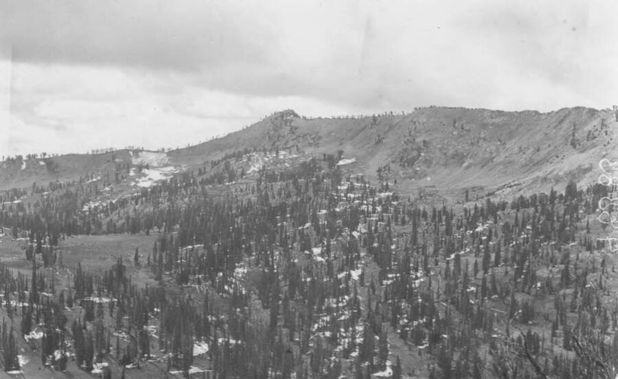 Photo text: 'View showing forested conditions of the summit of the Divide. Scattered stunted growth of the lodgepole and limber pine and blue spruce. Elevation 9,500 to 10,000 feet.' This is image is part of a report on the proposed Sawtooth Forest Reserve by Hugh P. Baker, 1904.
