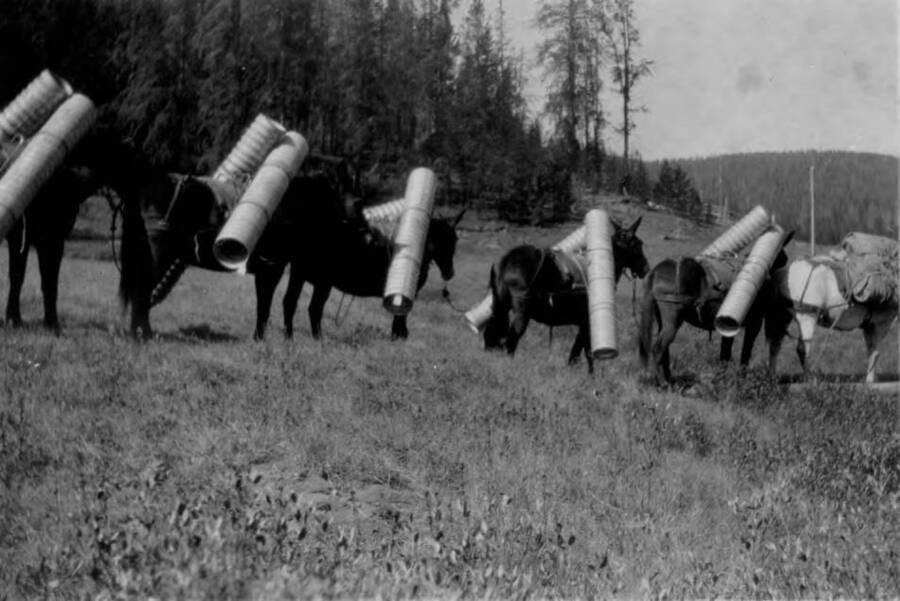 Photo text: 'Pack string at Cold Meadows hauling culvert for airfield. Idaho National Forest.'