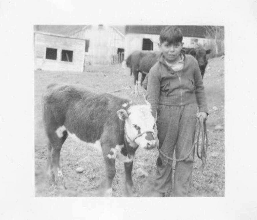Photo caption: '4H Club member, Sherman Moffett, presents his calf.' This image is part of a report regarding farm organizations among tribes in Northern Idaho and the CCC-Indian Division.