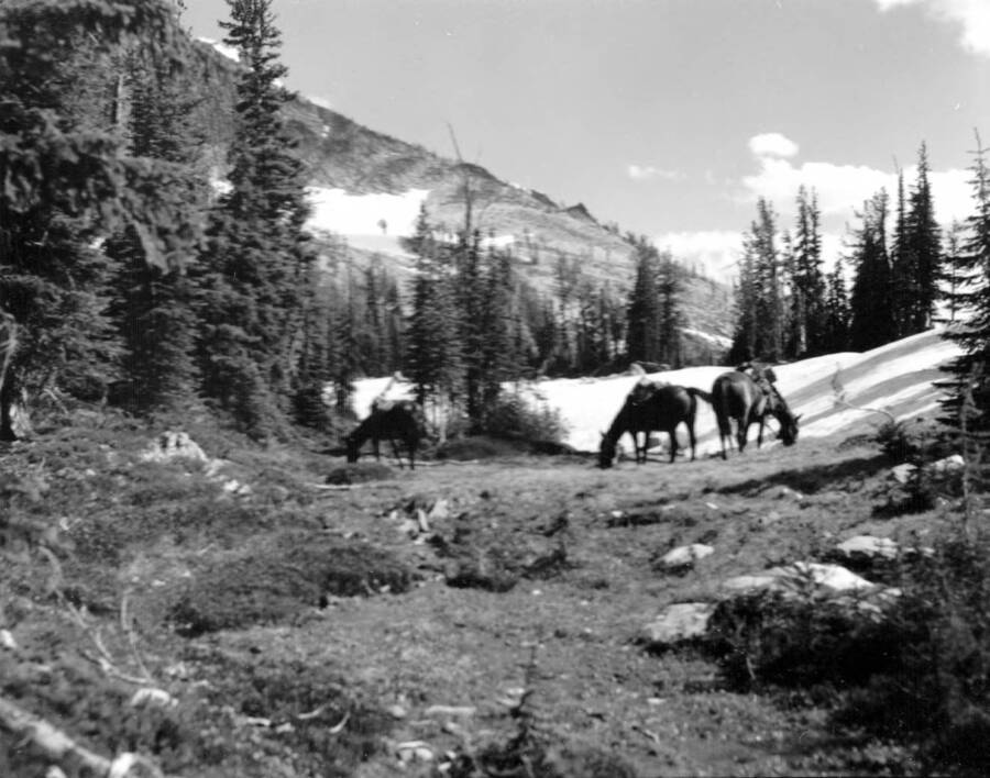 Photo text: 'Saddle stock at lunch time - on alpine meadow - on Idaho-Mont. line - Head of Maude Creek in Wilderness.' This image is part of a series recording trail work and outdoor education in the Bitterroot National Forest.