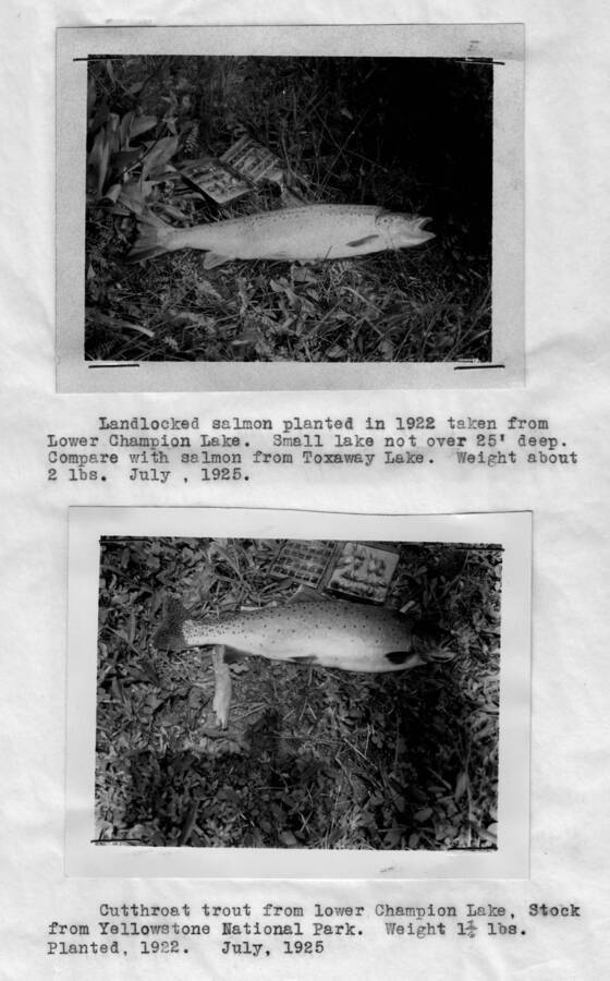 Photo text: Top 'Landlocked salmon planted in 1922 taken from Lower Champion Lake. Small lake not over 25' deep. Compare with salmon from Toxaway Lake. Weight about 2 lbs. July, 1925.' Bottom 'Cutthroat trout from lower Champion Lake. Stock from Yellowstone National Park. Weight 1.25 lbs. Planted, 1922. July, 1925.'This image is part of a report by the United States Department of Agriculture Biological Survey and the Wildlife Management Division.