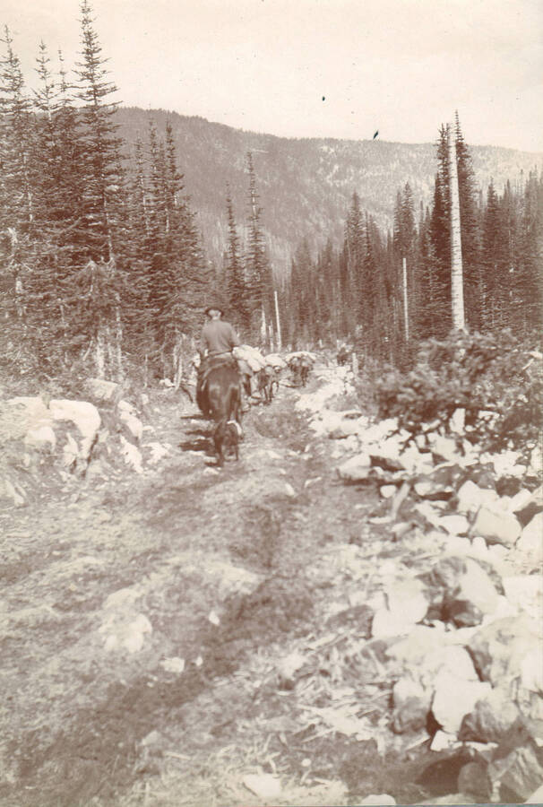 Photo text: 'Pack train en route to Badger [mine] via Lake Creek.'