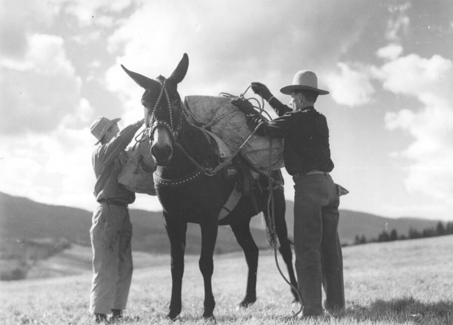 Two men adjust the rope that secures a load to a pack mule.