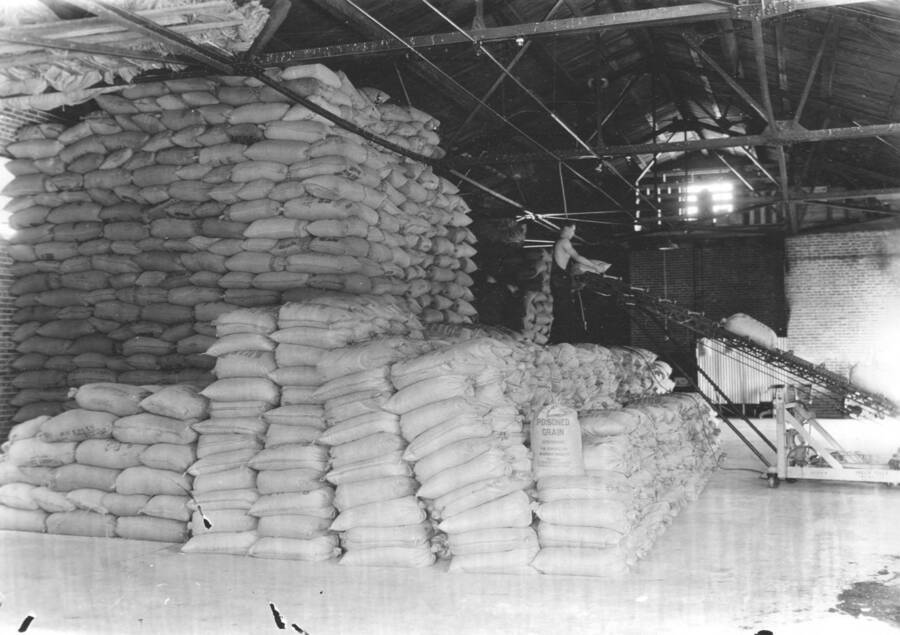 Photo text: 'Interior view of machinery room showing (left to right) poisoned grain sacking, sprout, grain separator and cleaner, double flight steam conveyor (right top), and flacking machine.' This image is part of a report by the United States Department of Agriculture Biological Survey on predation and pests.