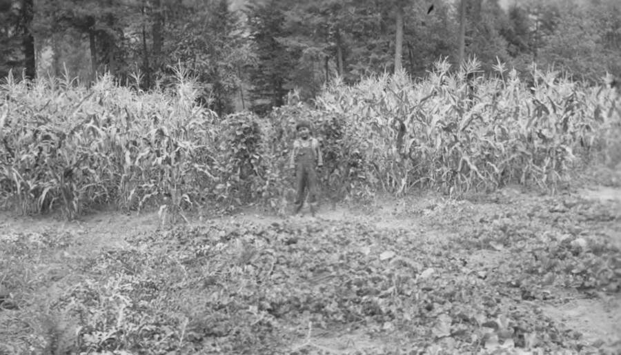 Photo caption: 'Tom Peterson of Orofino produces a fine garden. His boy is proud of this garden.' This image is part of a report regarding farm organizations among tribes in Northern Idaho and the CCC-Indian Division.