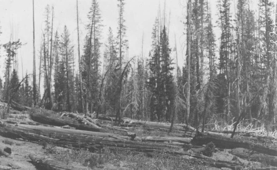 Photo text: 'Effect of fire and sheep. Heavy fires occurred two years ago and over-grazing by sheep has prevented reproduction of tree species and herbaceous growth.' This is image is part of a report on the proposed Sawtooth Forest Reserve by Hugh P. Baker, 1904.