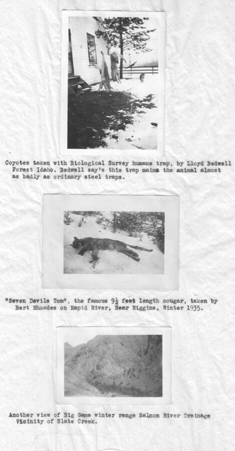 Photo text: 'Coyotes taken with Biological Survey humane trap, by Lloyd Bedwell Forest, Idaho. Bedwell say's this trap maims the animal almost as badly as ordinary steel traps.' ''Seven Devils Tom', the famous 9'6' length cougar, taken by Bert Rhoades on Rapid River, near Riggins, Winter 1935.' This image is part of a report by the United States Department of Agriculture Biological Survey on predation and pests.