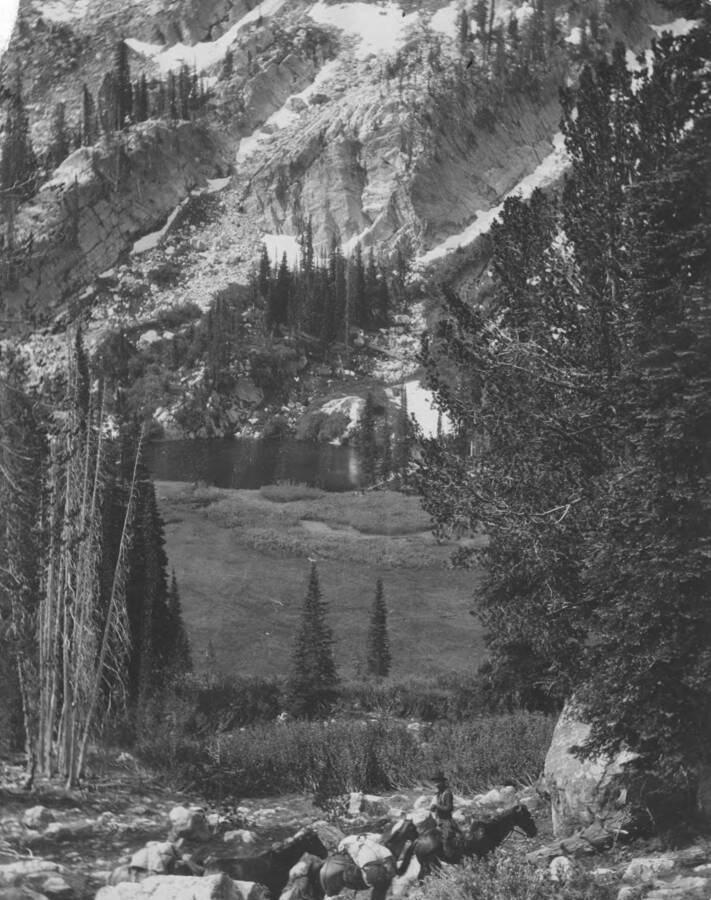 Photo text: 'Balsam, nut pine, and lodgepole.' This is image is part of a report on the proposed Payette Forest Reserve by R.E. Benedict, 1904.