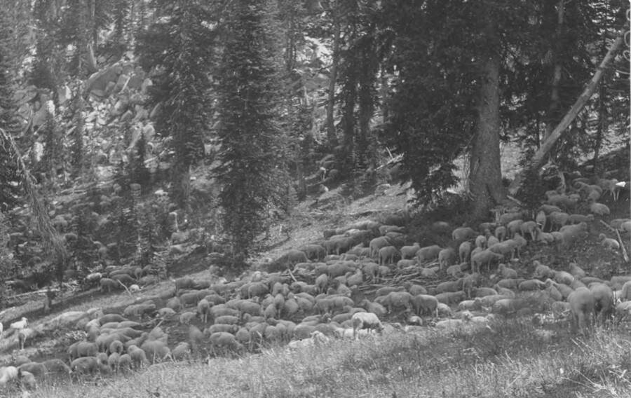 Photo text: 'Near view of band of 2500 sheep lying on a northwest slope, in the edge of the timber, during heat of the day.' This is image is part of a report on the proposed Sawtooth Forest Reserve by Hugh P. Baker, 1904.