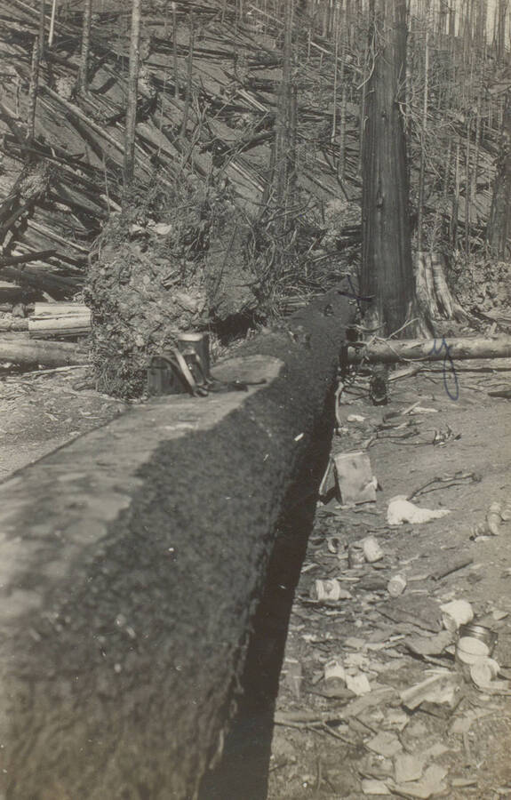 Photo text: 'The Tree That Killed 3 in falling at point marked X.' This image is part of a pictorial narrative by William W. Morris titled 'Experiences on a National Forest'.