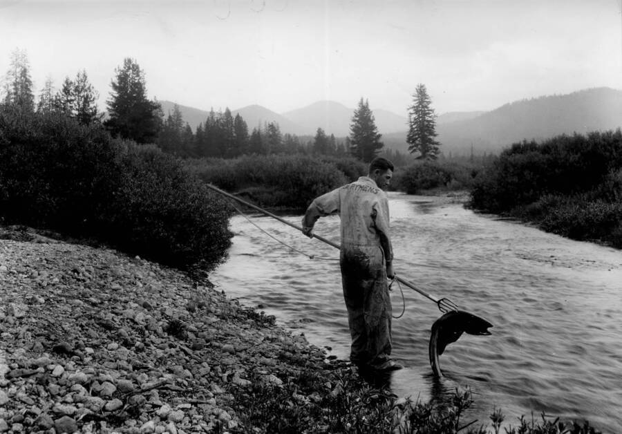 Fishing for salmon with a forked spear Elk Creek bridge, Bear Valley in the Salmon-Challis National Forest.