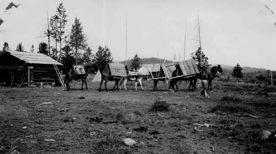 Pack train leaving Chamberlain with materials for lookouts, loaded horses
