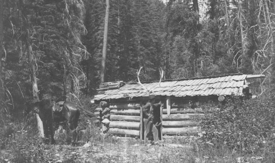 Photo text: 'Transitional type in creek bottom. Red fir, white fir, and spruce.' This is image is part of a report on the proposed Payette Forest Reserve by R.E. Benedict, 1904.