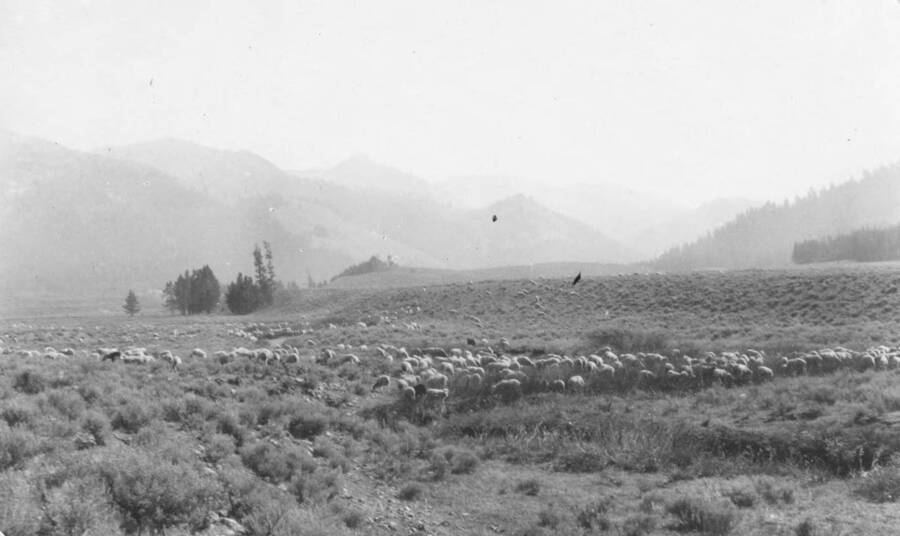 This is image is part of a report on lands proposed for addition to Sawtooth Forest Reserve by Gordon E. Tower, 1905.