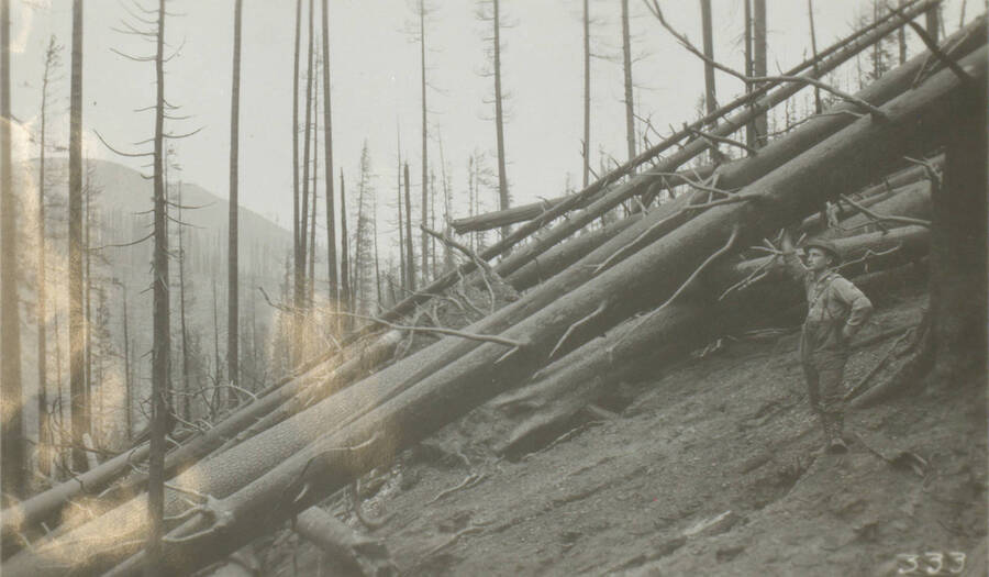 Photo text: 'Forest giants were tipped over like ten pins.' This image is part of a pictorial narrative by William W. Morris titled 'Experiences on a National Forest'.