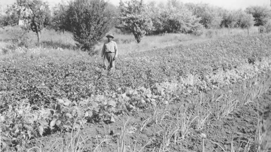 Photo caption: 'Grover Menthorn has a good garden and orchard.' This image is part of a report regarding farm organizations among tribes in Northern Idaho and the CCC-Indian Division.