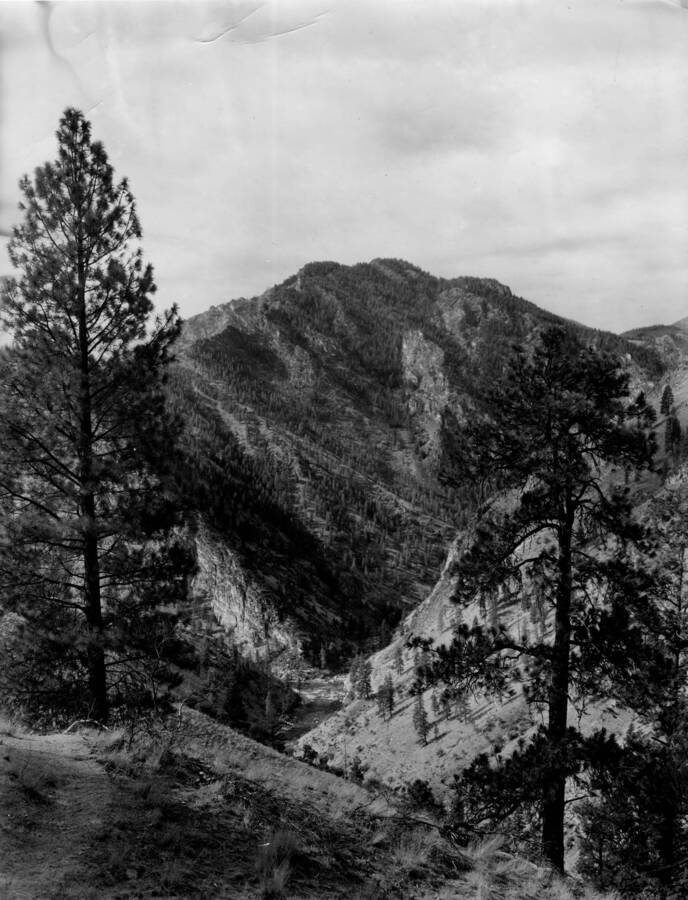 A ridge near Middle Fork of the Salmon River