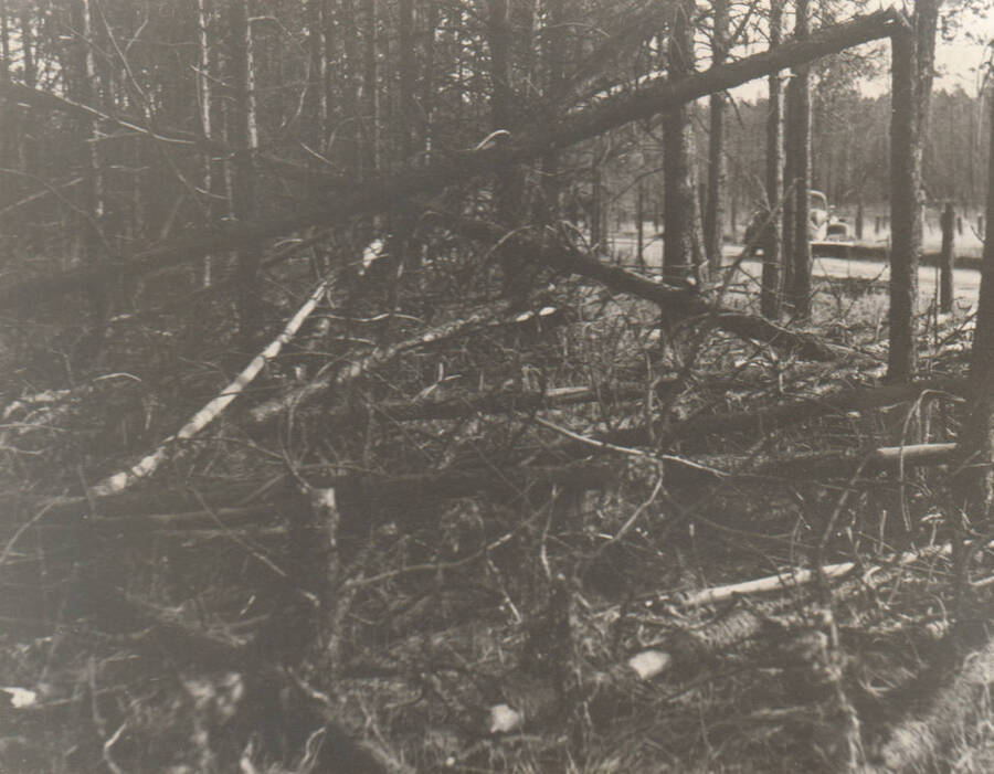 Photo text: 'Nez Perce Reservation. Forest conditions along road bordering the Cold Springs Reserve. A hazard reduction project has been set up.' Note: This image is part of a narrative pictoral report to accompany quarterly enrollee program report.