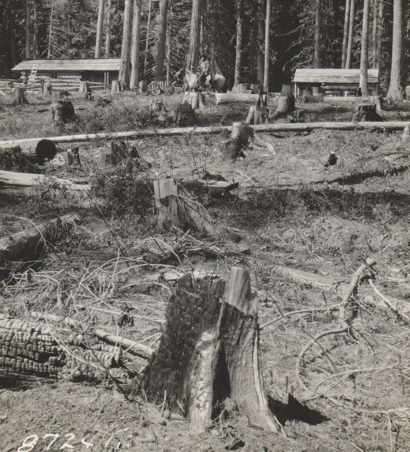 Photo text: 'Clearing and improvements on homestead claim of J.E. Williams, May 31, 1909. Mr. Williams served an appointment as U.S. Commissioner, in order to excuse his absence from the land.' Note: Marble Creek region homesteads at this time were often part of a homesteads fraud being documented by the US Forest Service.