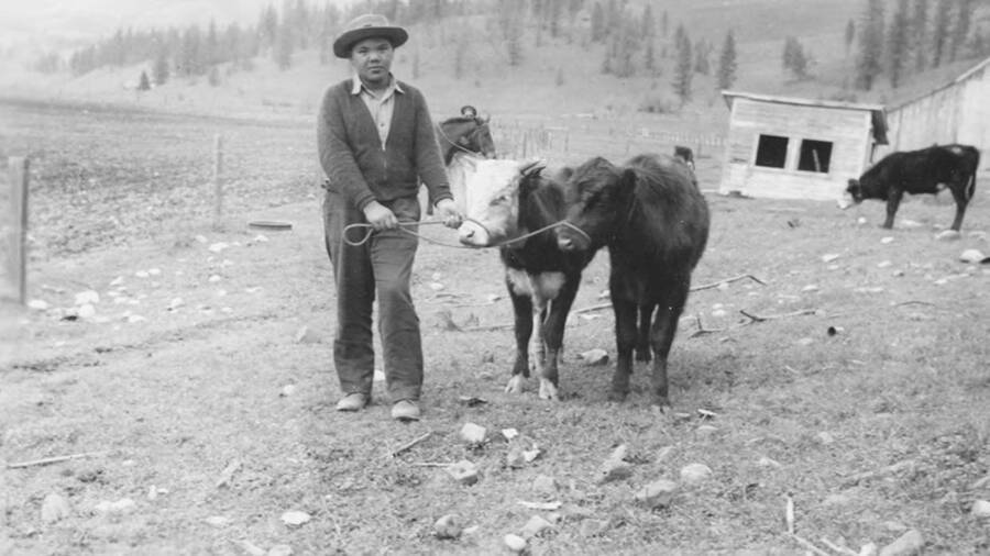 Photo caption: '4H Club member, Timothy Wheeler and his calves.' This image is part of a report regarding farm organizations among tribes in Northern Idaho and the CCC-Indian Division.