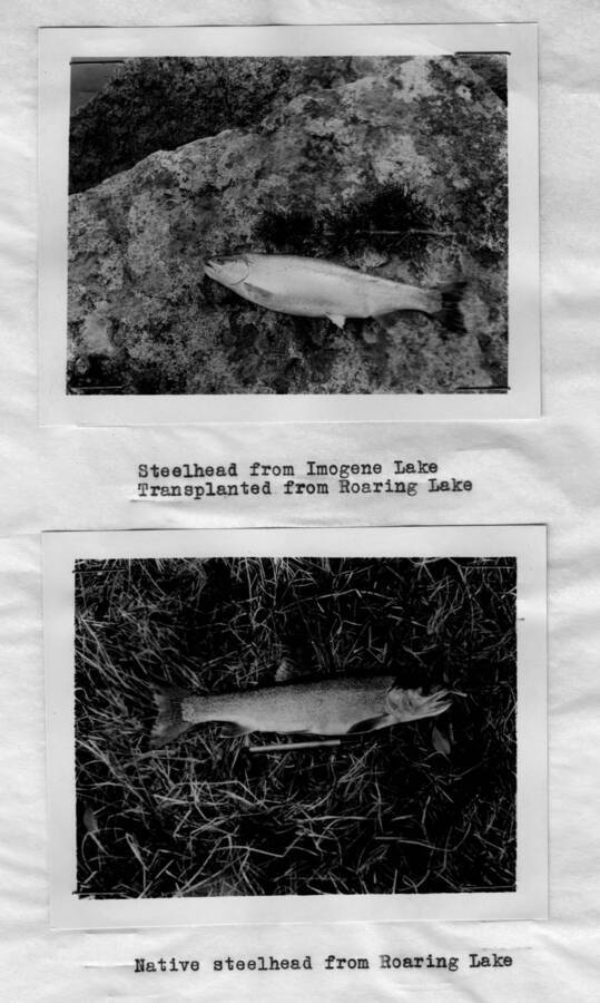 Native steelhead from Roaring Lake' This image is part of a report by the United States Department of Agriculture Biological Survey and the Wildlife Management Division.