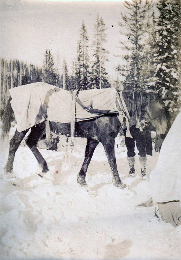 Photo text: 'Horse on snow-shoes, en route from Florence to Buffalo Hump'