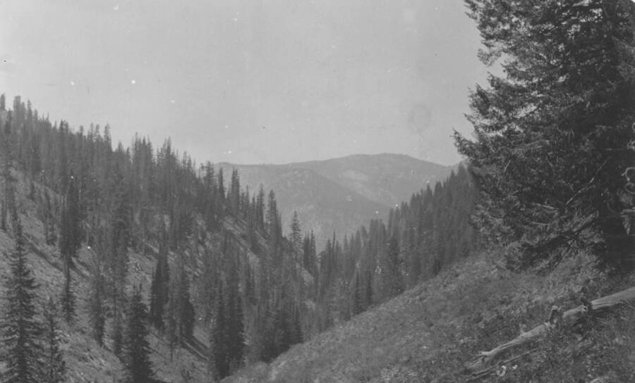 Photo text: 'Looking toward Warm Springs Creek Canyon. Forest growth is lodgepole and limber pine, blue and Engelmann spruce. This is in the proposed reserve.' This is image is part of a report on the proposed Sawtooth Forest Reserve by Hugh P. Baker, 1904.