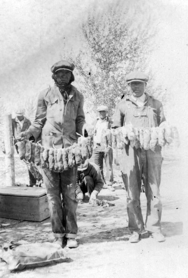 Photo text: 'Two of the best trappers of the Fort Hall Indian Reservation with their day's catch.' This image is part of a report by the United States Department of Agriculture Biological Survey on predation and pests.