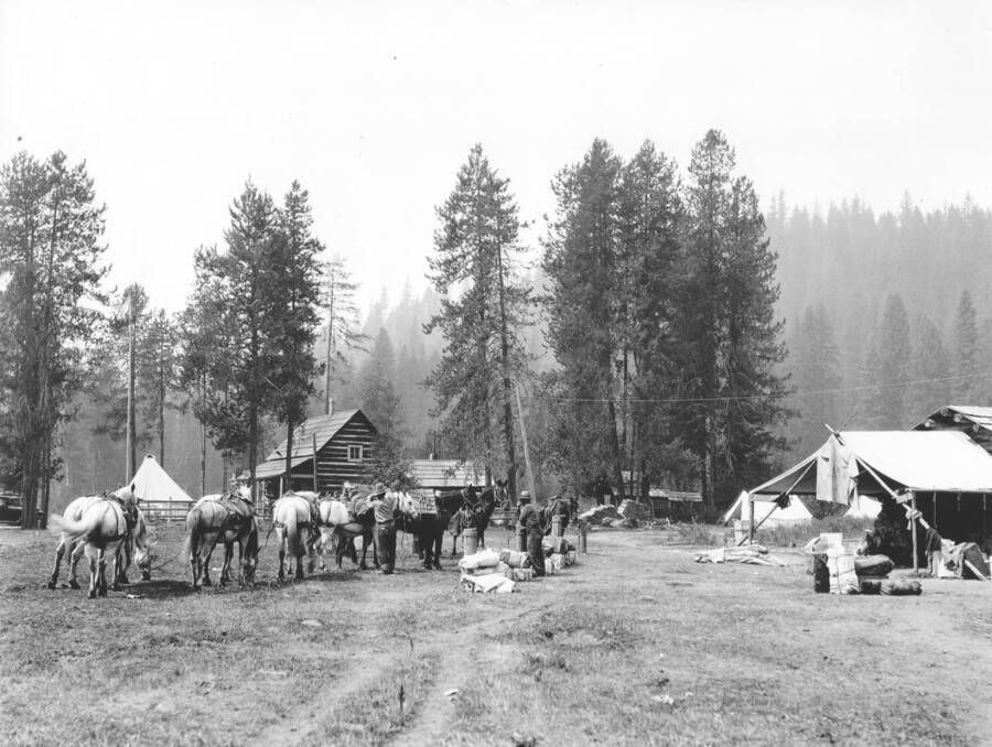 A photograph that shows men adjusting the load on a team of horses in front of several log cabins.