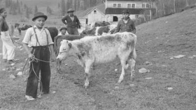 Photo caption: '4H Club member, Gaberial Moses and his calf.' This image is part of a report regarding farm organizations among tribes in Northern Idaho and the CCC-Indian Division.