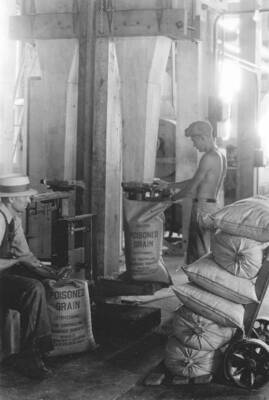 Photo text: 'Sacking the finished bait.' This image is part of a report by the United States Department of Agriculture Biological Survey on predation and pests.