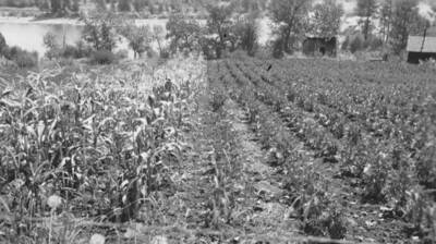 Photo caption: 'Enoch Oatman, Kamiah, produces a quantity of good garden produce each year. 1938 garden.' This image is part of a report regarding farm organizations among tribes in Northern Idaho and the CCC-Indian Division.