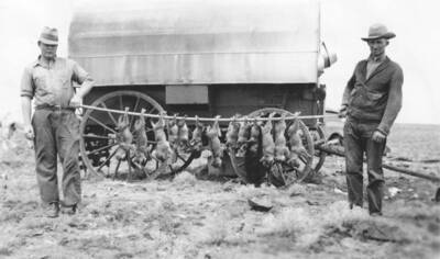 Photo text: 'Denned on Frank Disdier Lambing Range Bannock Creek District Fort Hall Reservation.' This image is part of a report by the United States Department of Agriculture Biological Survey on predation and pests.