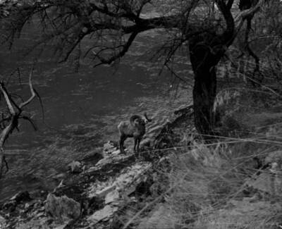 Big Horn sheep on Middle Fork of the Salmon River in the Salmon-Challis National Forest.