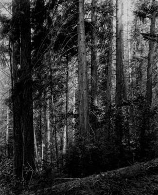 Photo text: 'Selway National Forest. Fair reproduction.'