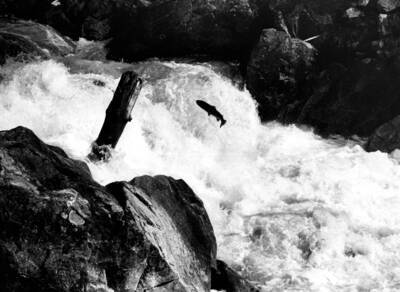 Steelhead migrating up Camas Creek