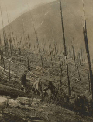 Photo text: 'Planting crews at work showing the difficulty of keeping the alignment in the down timber and how it was done by sighting on poles with red flags.' This image is part of a pictorial narrative by William W. Morris titled 'Experiences on a National Forest'.