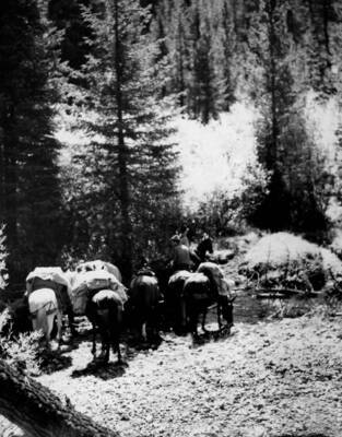 A string of pack animals crossing Big Creek in Payette National Forest.
