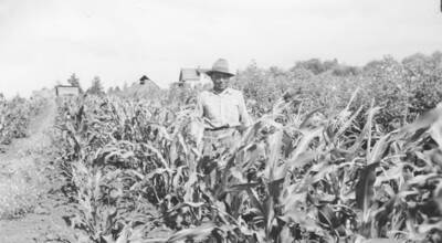 Photo caption: ' Grover Menthorn has a nice patch of corn in his garden. Located near Stites.' This image is part of a report regarding farm organizations among tribes in Northern Idaho and the CCC-Indian Division.