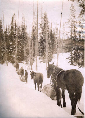 Photo text: 'On Raw-hide trail, Florence to Buffalo Hump'